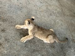 -秦皇岛野生动物园
