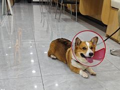 -瑞派长江宠物医院·猫科·外科·24小时夜护(谊城公寓分院)