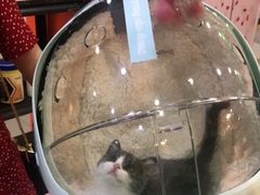 -喵百万·布偶·蓝金金渐层英短·猫舍(百子湾店)