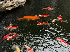 -鲤院·新中式美学·庭院餐厅(夫子庙店)