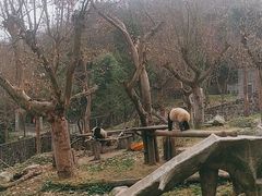 -都江堰中华大熊猫苑