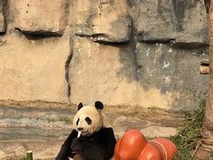 -上海野生动物园