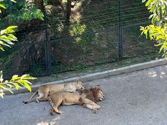 -大连森林动物园