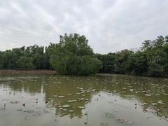 -大湾区中央湿地公园