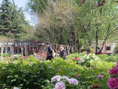 -洛阳市隋唐城遗址植物园