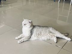 -平行世界·猫咖(首经贸店)