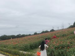 -秀丽东方