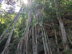 -中国科学院西双版纳热带植物园