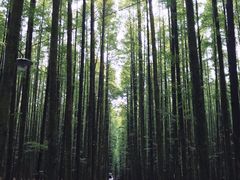 -山王坪喀斯特国家生态公园