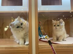 -钦宠·猫咪售卖·洗护·寄养(东圃旗舰店)