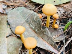 -铁山坪森林公园