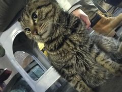 -保府味道金饼驴肉(橄榄郡店)