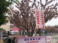 -嘉定紫藤园