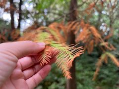 -深圳国际园林花卉博览园