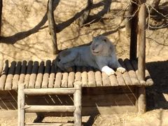 -石家庄市动物园