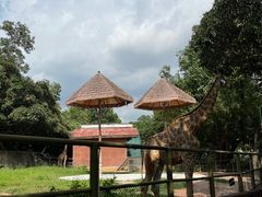 -深圳野生动物园