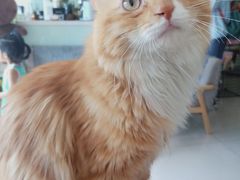 -平行世界·猫咖(首经贸店)