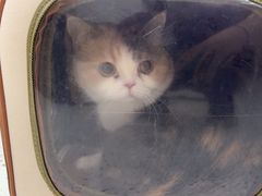 -瑞派康怡24h宠物医院·犬猫医疗中心·微创绝育(瑞景分院)