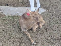 -丹樱生态园