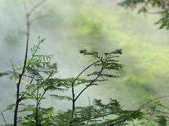 -国家植物园