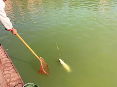 -静之湖湖畔餐厅