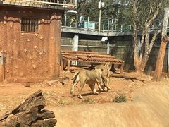 -昆明动物园