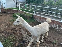 -丽泽山庄·生态怀柔菜·虹鳟鱼(红螺寺店)