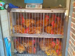 -红顶老汉烧鸡公羊蝎子火锅(学士街店)