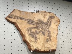 -辽宁古生物博物馆