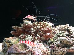 -暹罗海洋世界