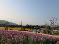 -径山花海