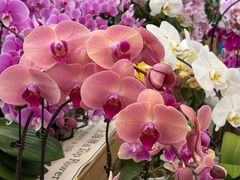 -上海鲜花港