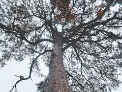 -北京上方山国家森林公园