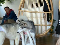 -Husky Go! 哈士奇体验馆·宠物咖啡厅狗咖