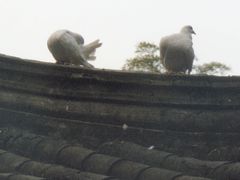 003兴福寺的“鸽亭”-兴福禅寺