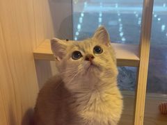 -爪爪喵星球·猫舍(前海卓越店)