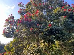 -中国科学院西双版纳热带植物园