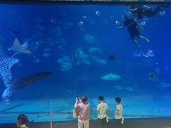 -烟台海昌鲸鲨海洋公园