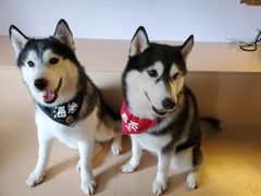 -Husky Go! 哈士奇体验馆·宠物咖啡厅狗咖