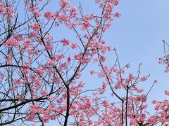 -南山植物园