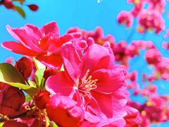 -海棠花溪(元大都城垣遗址公园)