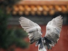 -故宫博物院(故宫)