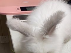 -安安宠医宠物医院·异宠·犬猫内科(岳阳分院)