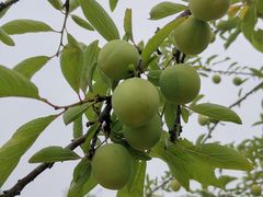 -桤木河湿地公园