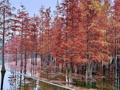 -白鹭湾湿地公园