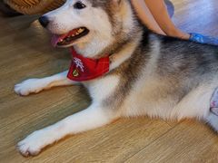 -Husky Go! 哈士奇体验馆·宠物咖啡厅狗咖