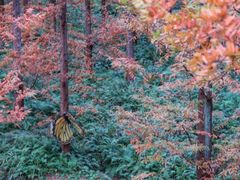 -黄海国家森林公园