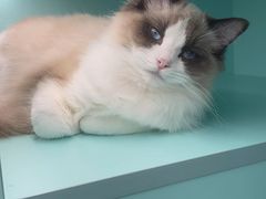 -猫宠乐园·专业洗护