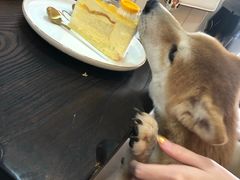 -柴源莊·柴小宠柴犬咖啡