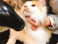 -PETKIT小佩宠物(古北店)